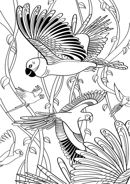 coloriage gratuit peroquets