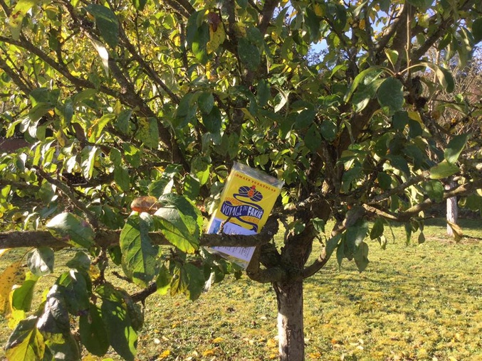 livre caché dans un arbre