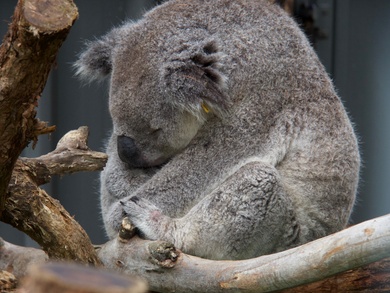 Koala qui dort