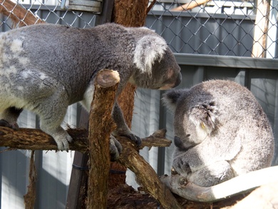 Koala en cage