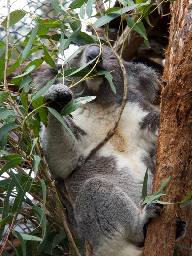 Koala mange eucalyptus