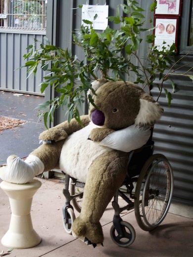 Peluche de Koala blessée