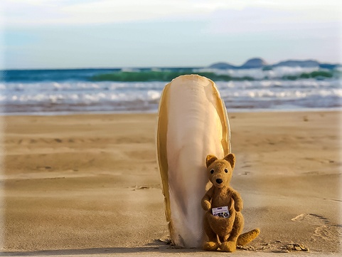 Kangourou surf australie