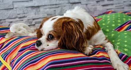 Tutoriel pour réaliser un coussin pour chien et chat