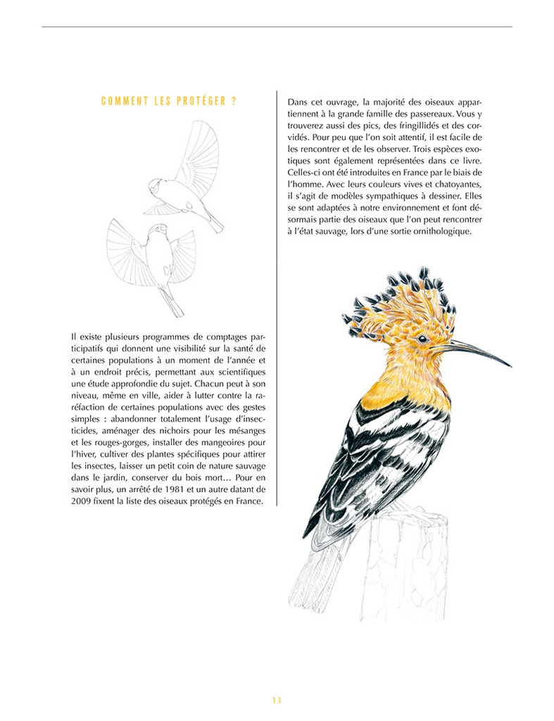 Oiseaux de nos jardins